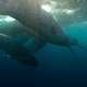 Image for article titled Netflix’s Our Planet Delivers Thrills, But Something's Missing